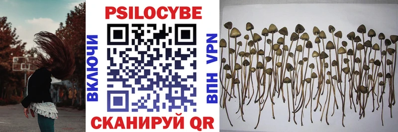 Псилоцибиновые грибы Psilocybe  Купить закладки  Домодедово 